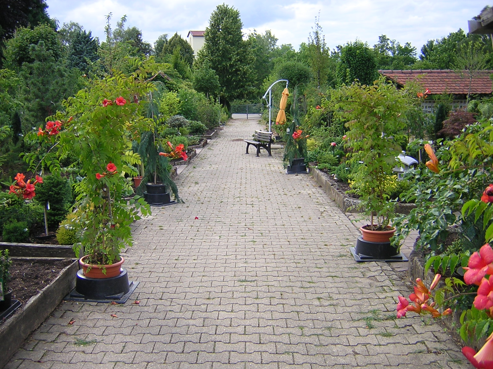 Vogg_Sommer_2008 2.jpg